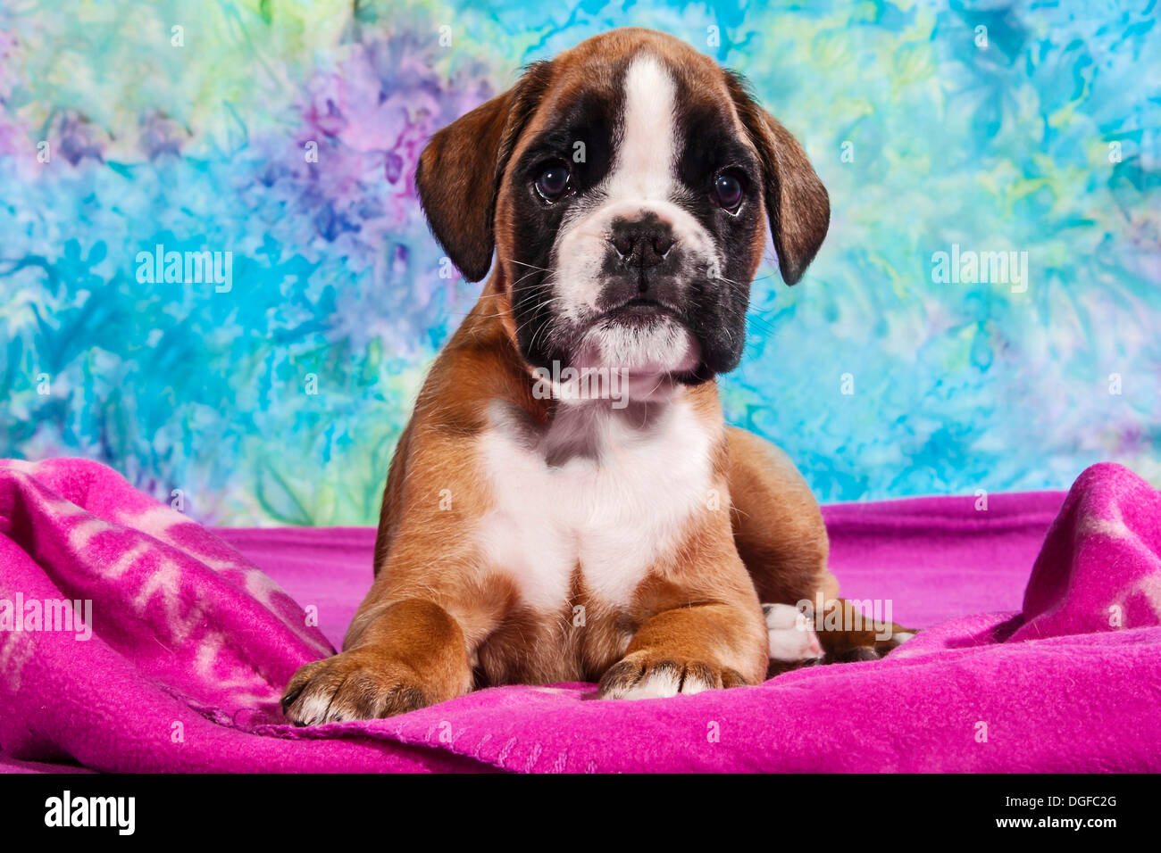 Boxer dog, puppy Stock Photo Alamy