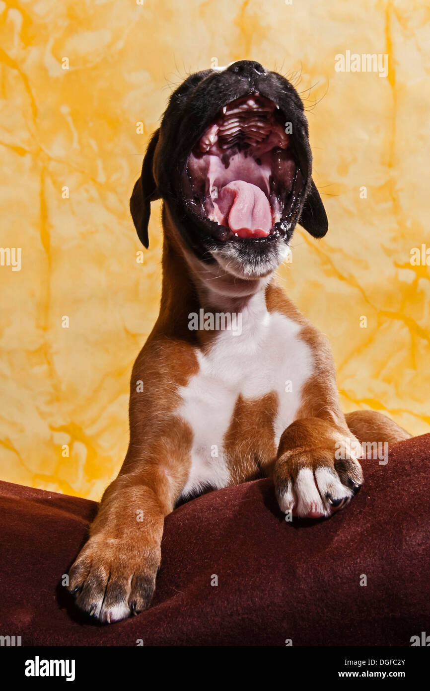 Boxer dog, yawning puppy Stock Photo 61804371 Alamy