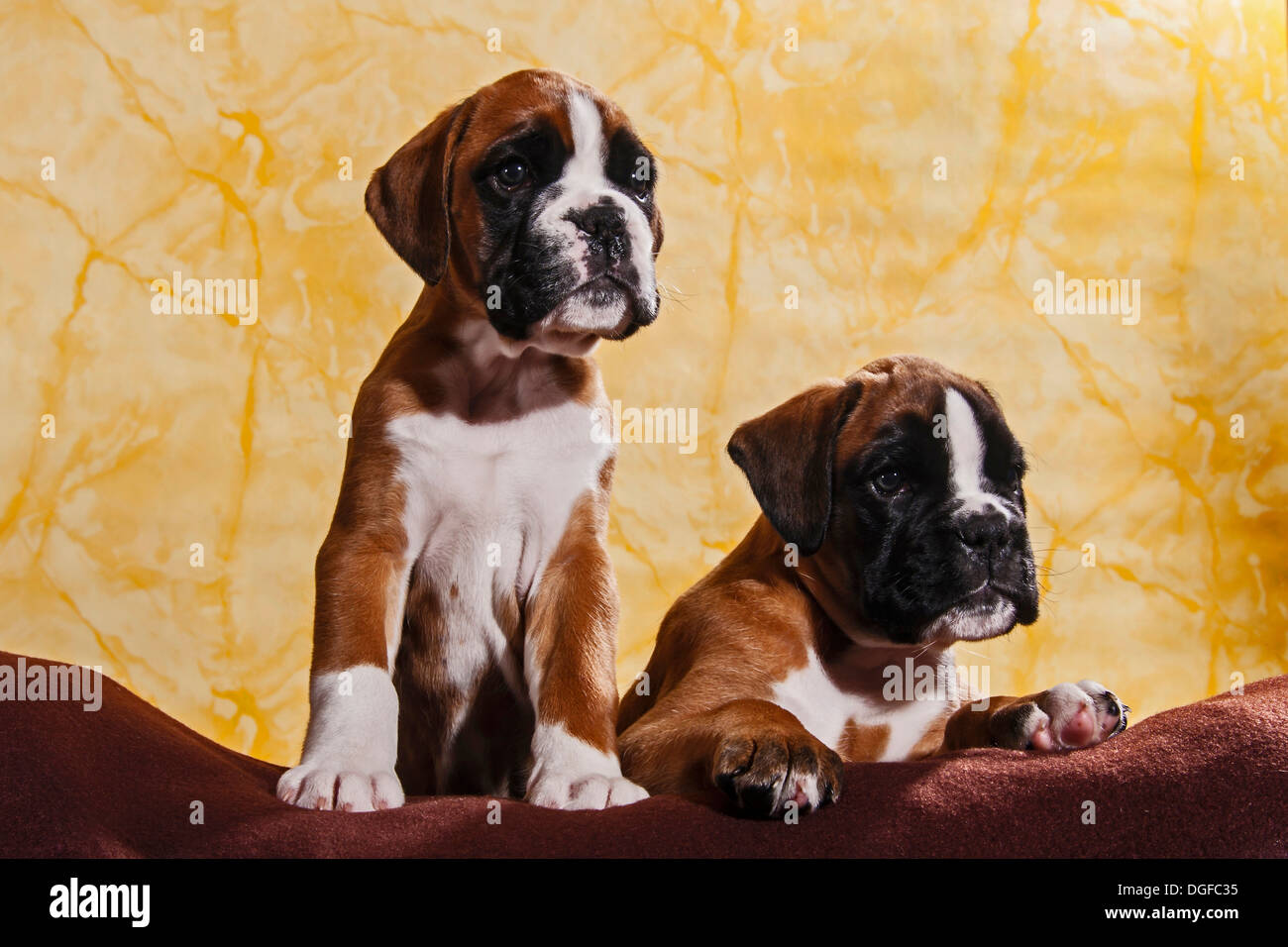 Are Boxers Good Dogs To Run With