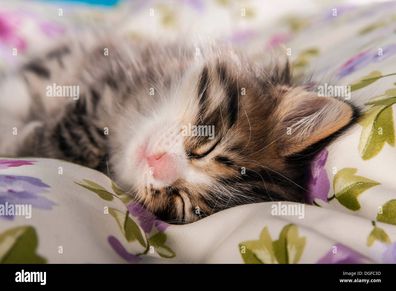 Siberian Forest Cat, sleeping kitten Stock Photo