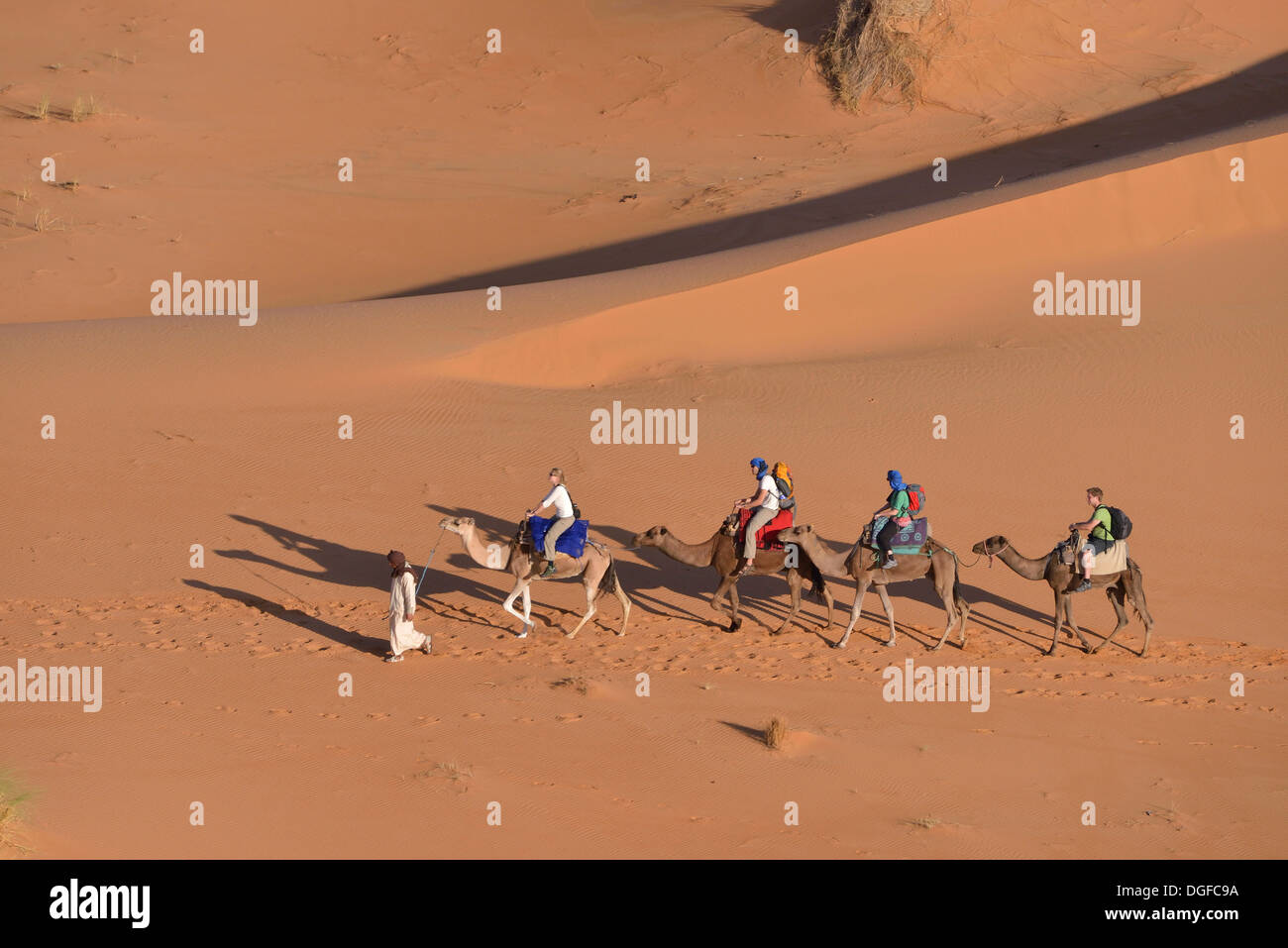 Tourists riding on camels through the dunes, Sahara, Merzouga, Meknès-Tafilalet region, Morocco Stock Photo