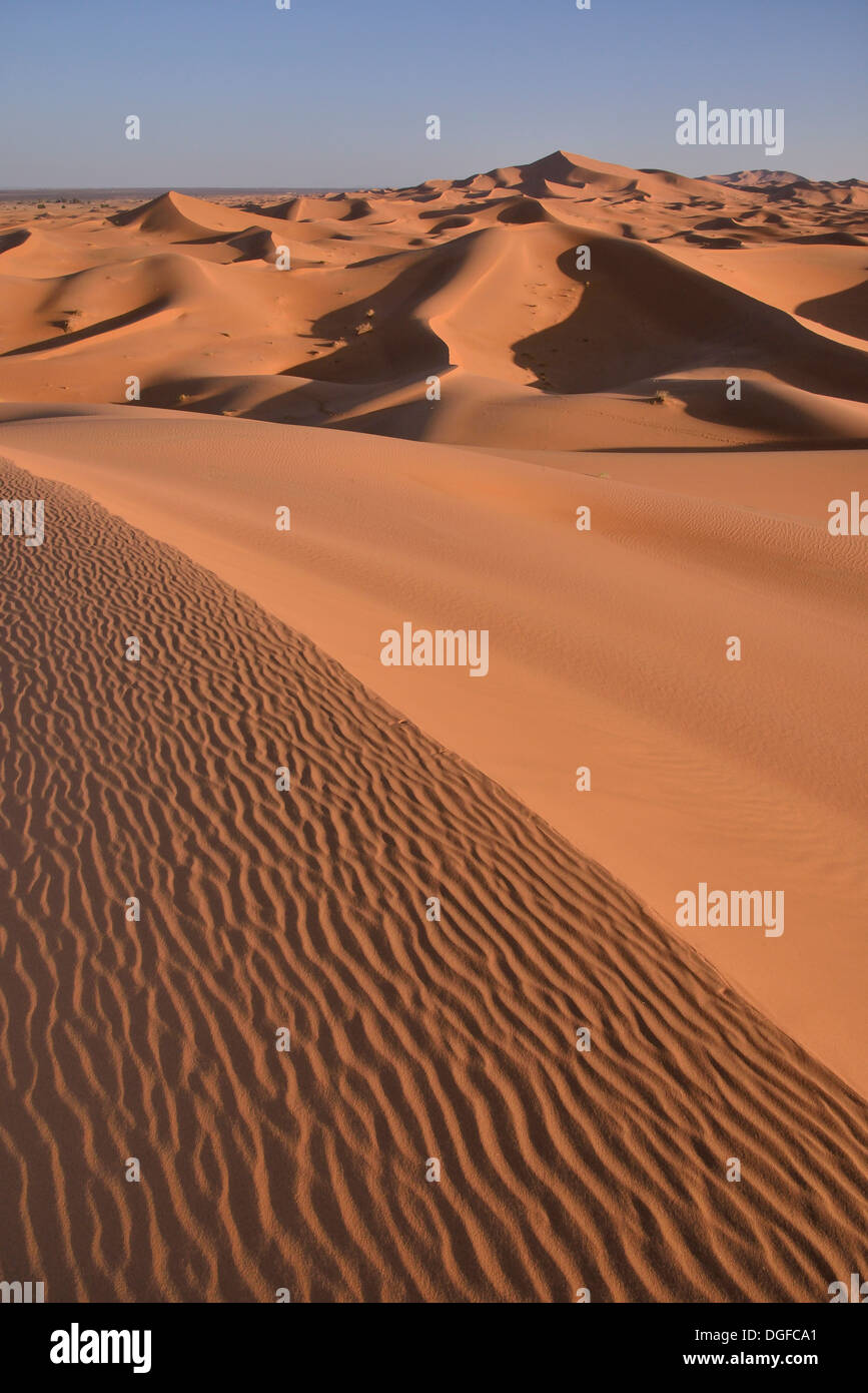 Dunes in the morning light, Great Sand Sea, Merzouga, Meknès-Tafilalet region, Morocco Stock Photo