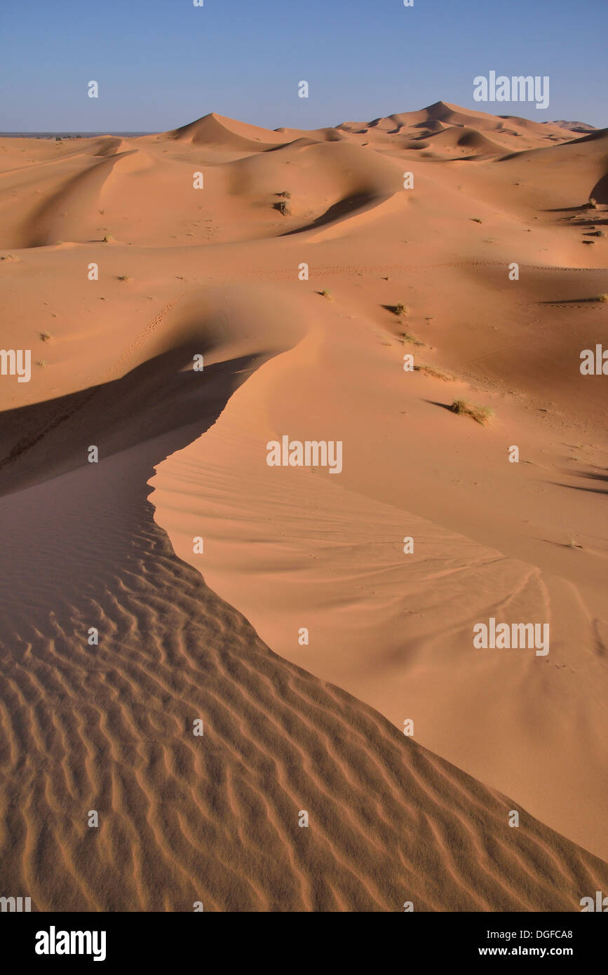 Dunes in the morning light, Great Sand Sea, Sahara, Merzouga, Meknès-Tafilalet region, Morocco Stock Photo