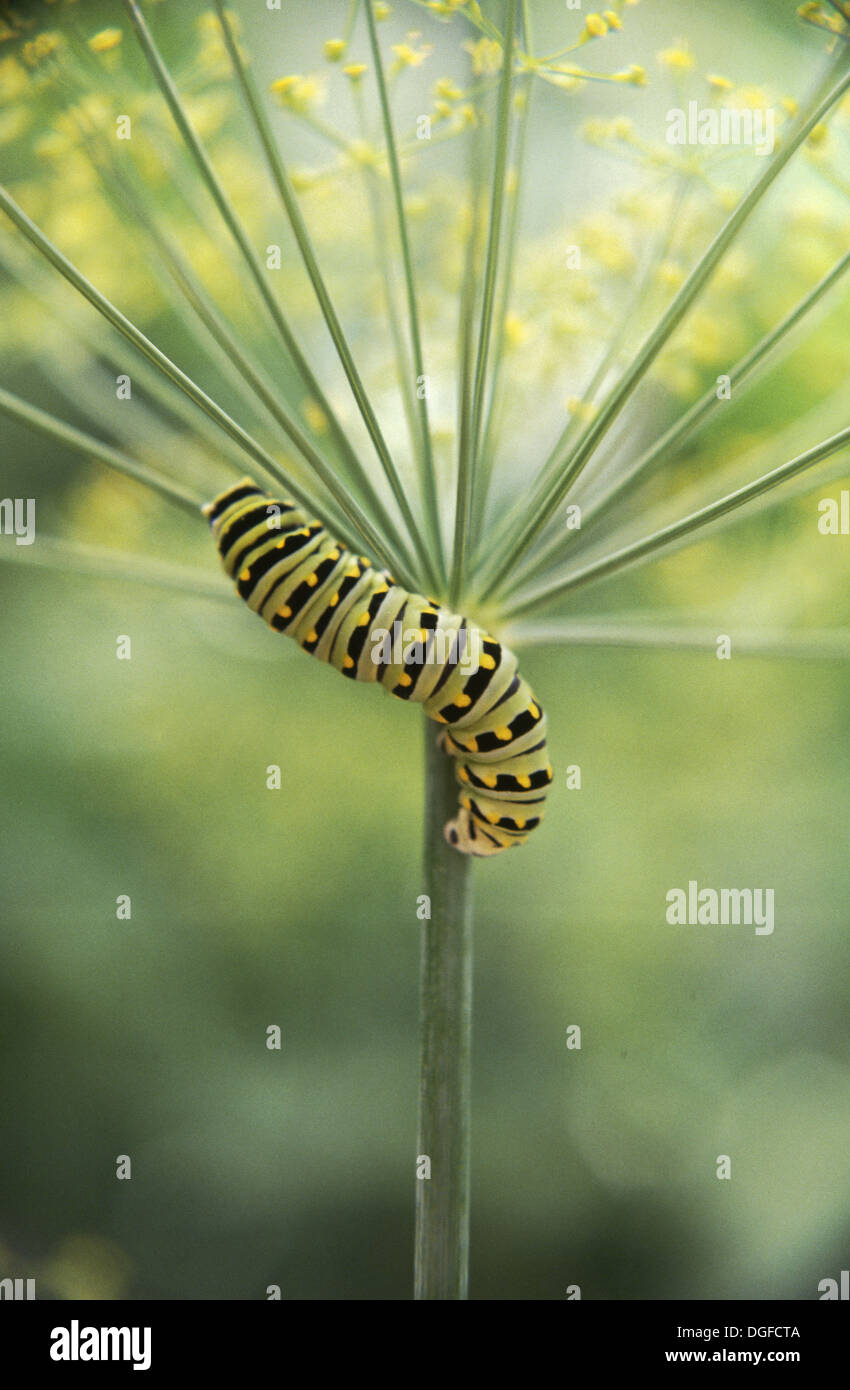 Worm on dill plant hires stock photography and images Alamy