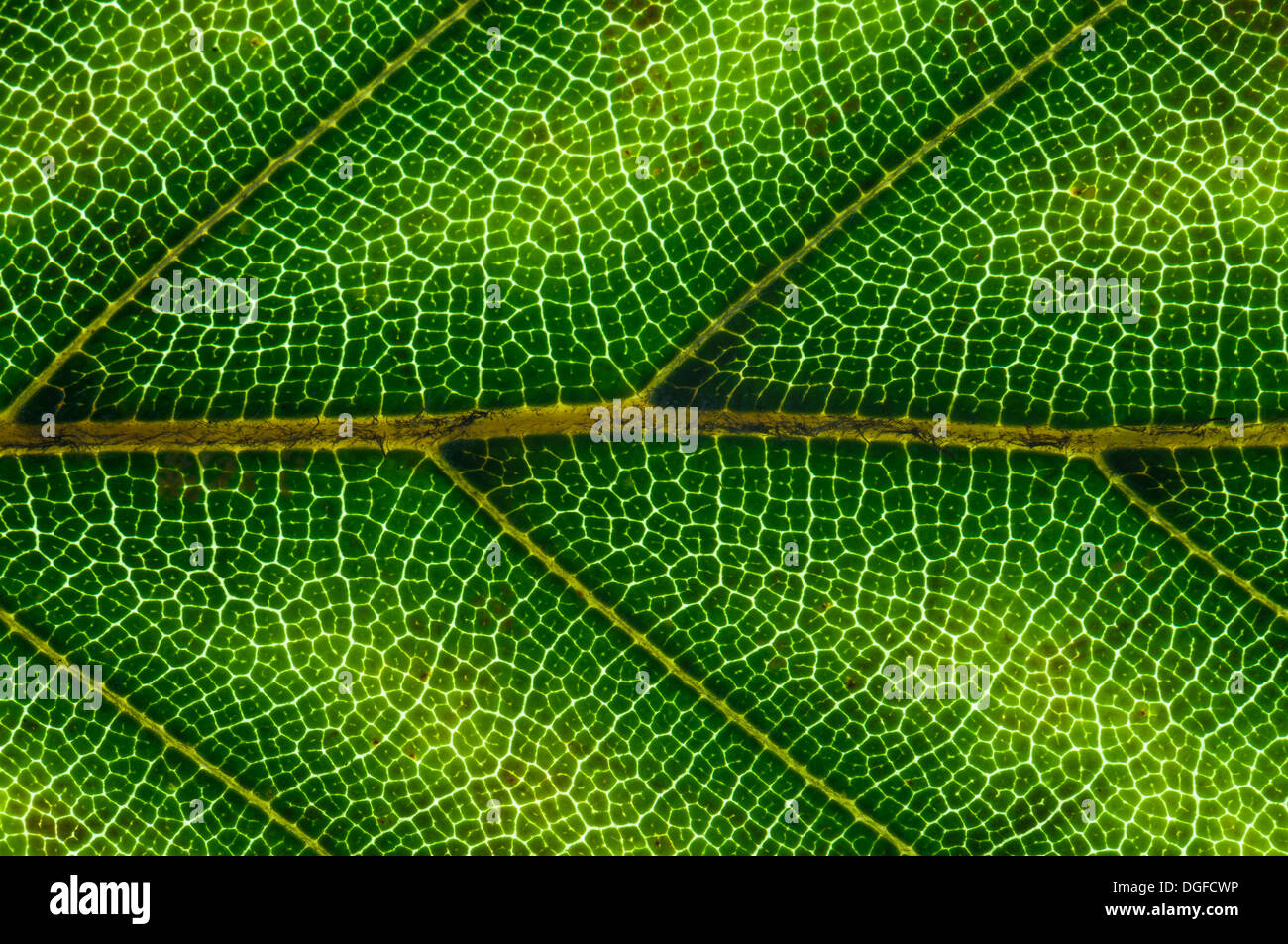 Common Beech or European Beech (Fagus sylvatica) leaf structure in ...