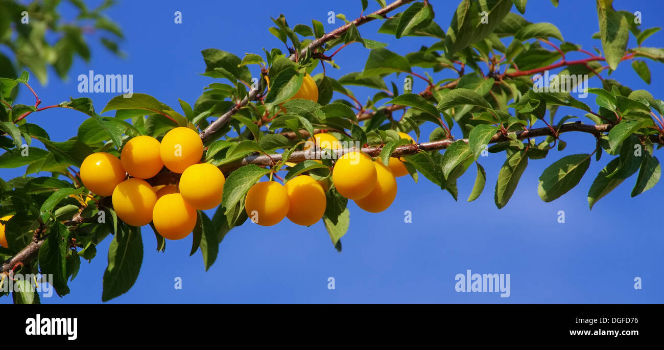 Mirabellen am Baum - mirabelle plums at the tree 06 Stock Photo - Alamy