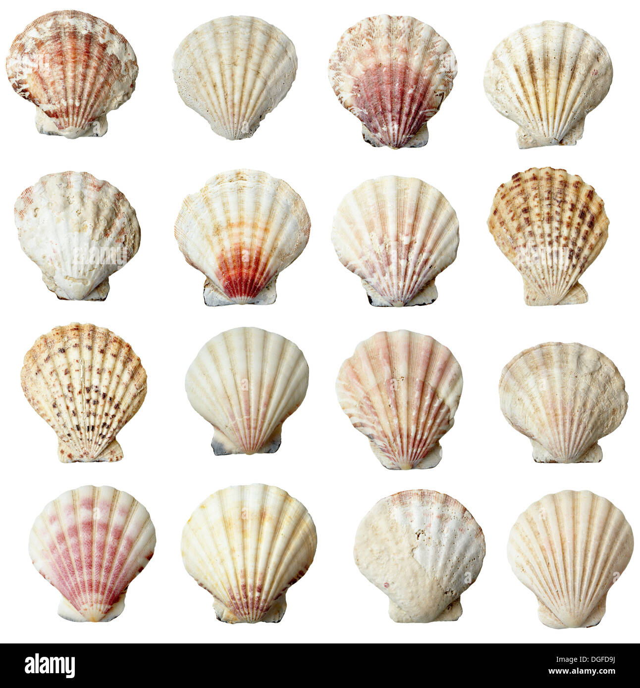 Shell select hi-res stock photography and images - Alamy