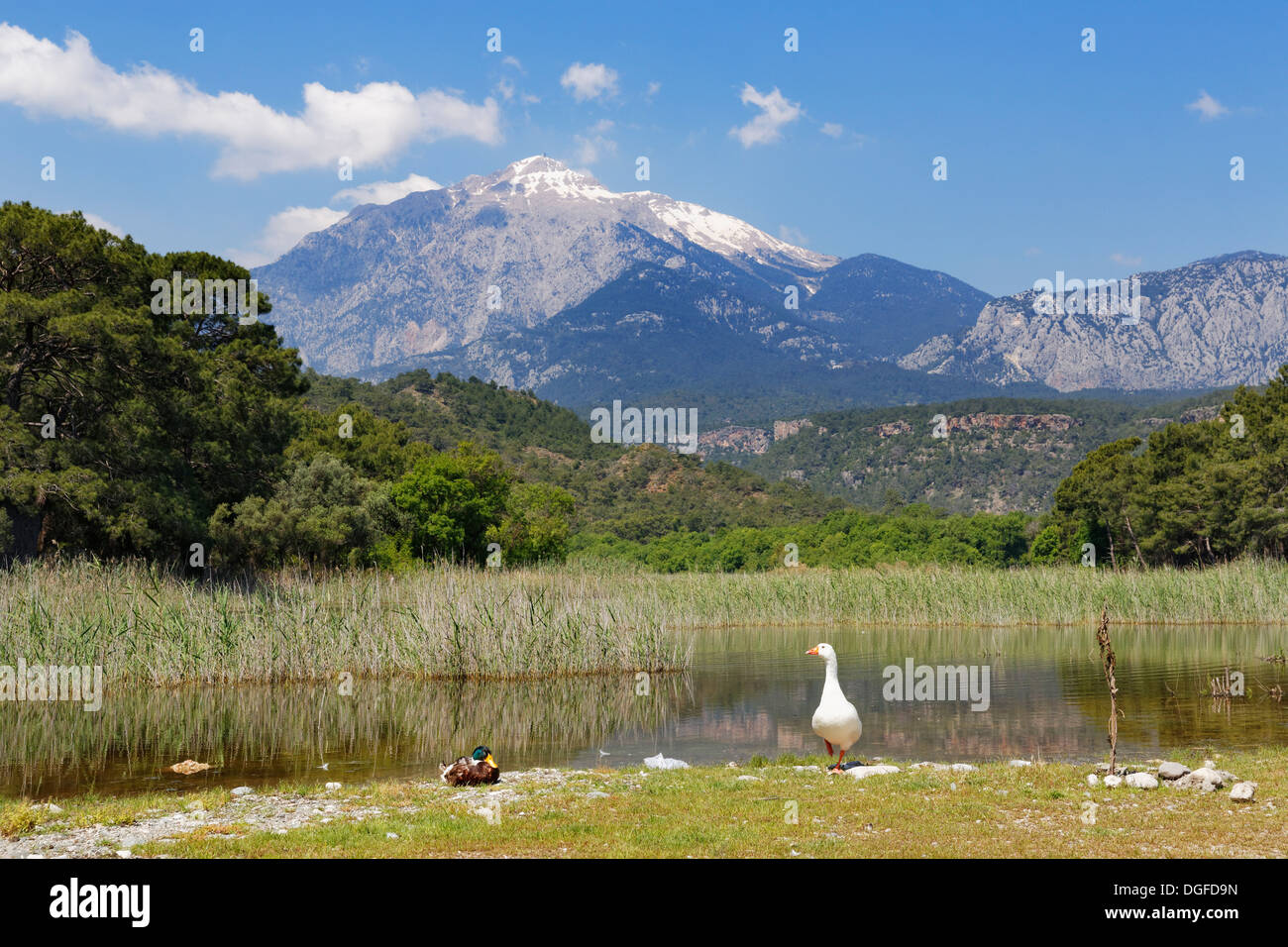Pond, behind the Tahtalı Dagi mountain, Phaselis, Tekirova, Antalya Province, Turkey Stock Photo