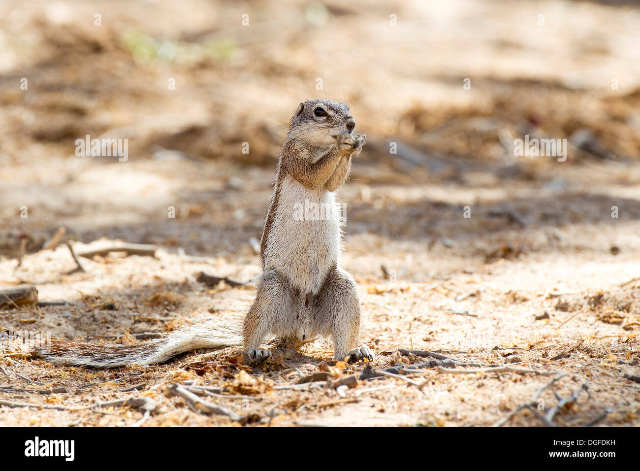 Cape Ground Squirrel (Xerus inauris), Namibia Stock Photo
