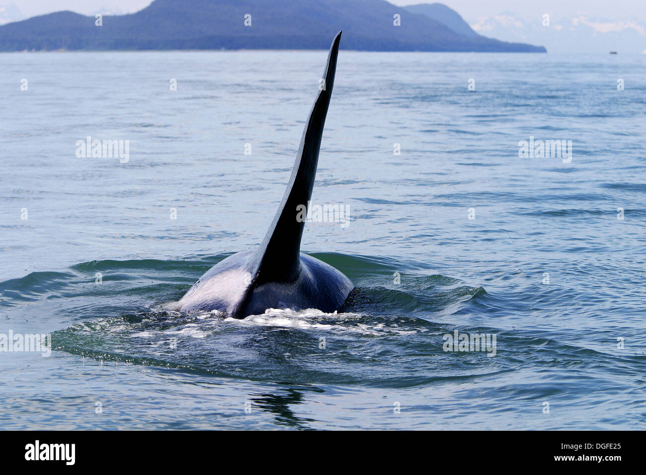 Transient Bull Orca (Orcinus orca) - also called Killer Whale - in Stephen´s passage, Southeast Alaska, USA. Pacific Ocean. Stock Photo