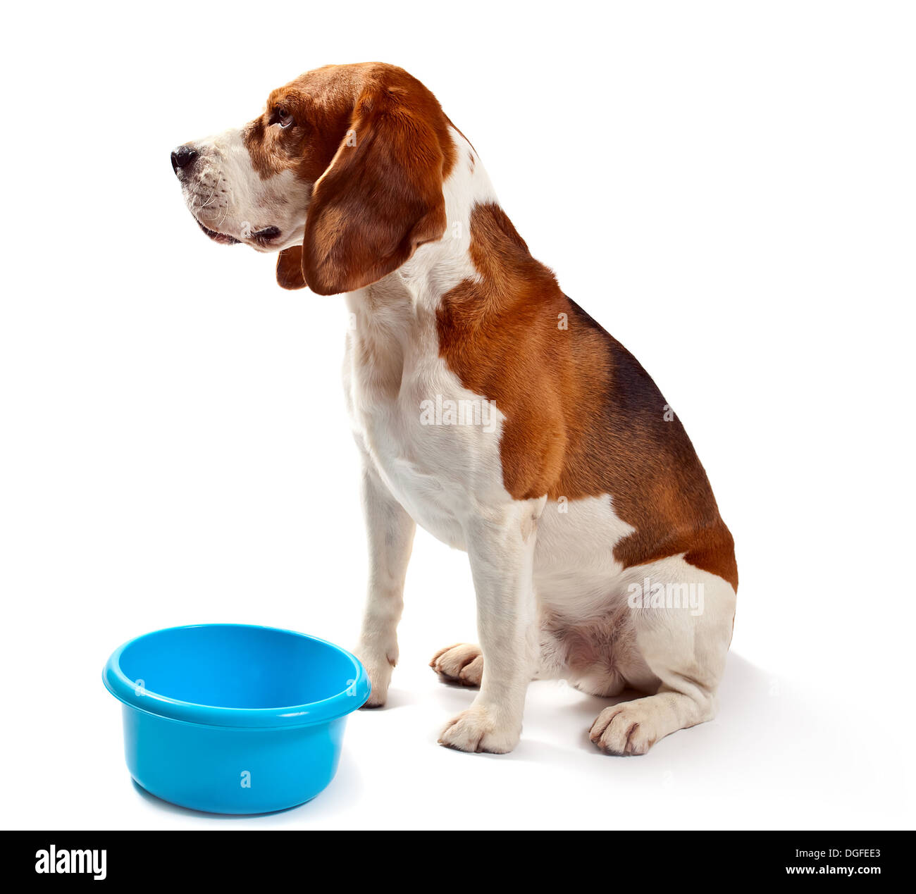 beagle isolated on a white background Stock Photo - Alamy