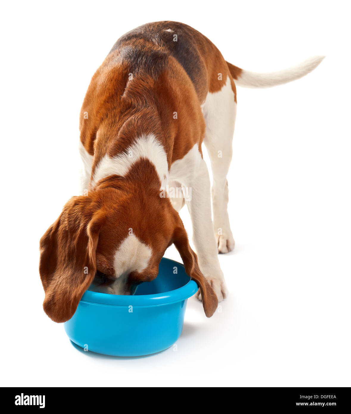 beagle isolated on a white background Stock Photo - Alamy