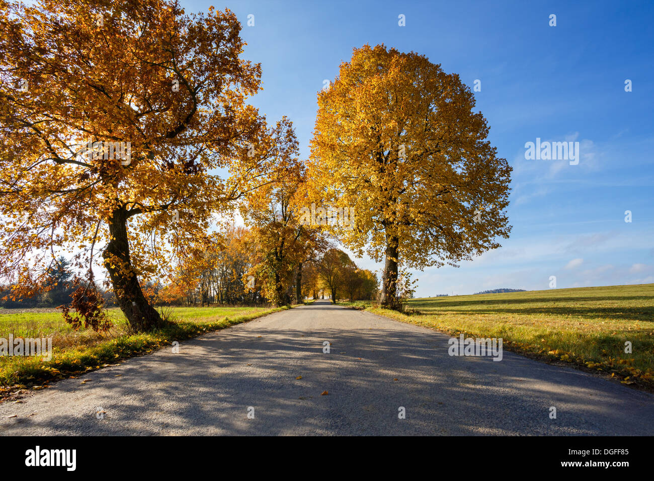 rural road in the autumn with yellow colored trees Stock Photo - Alamy