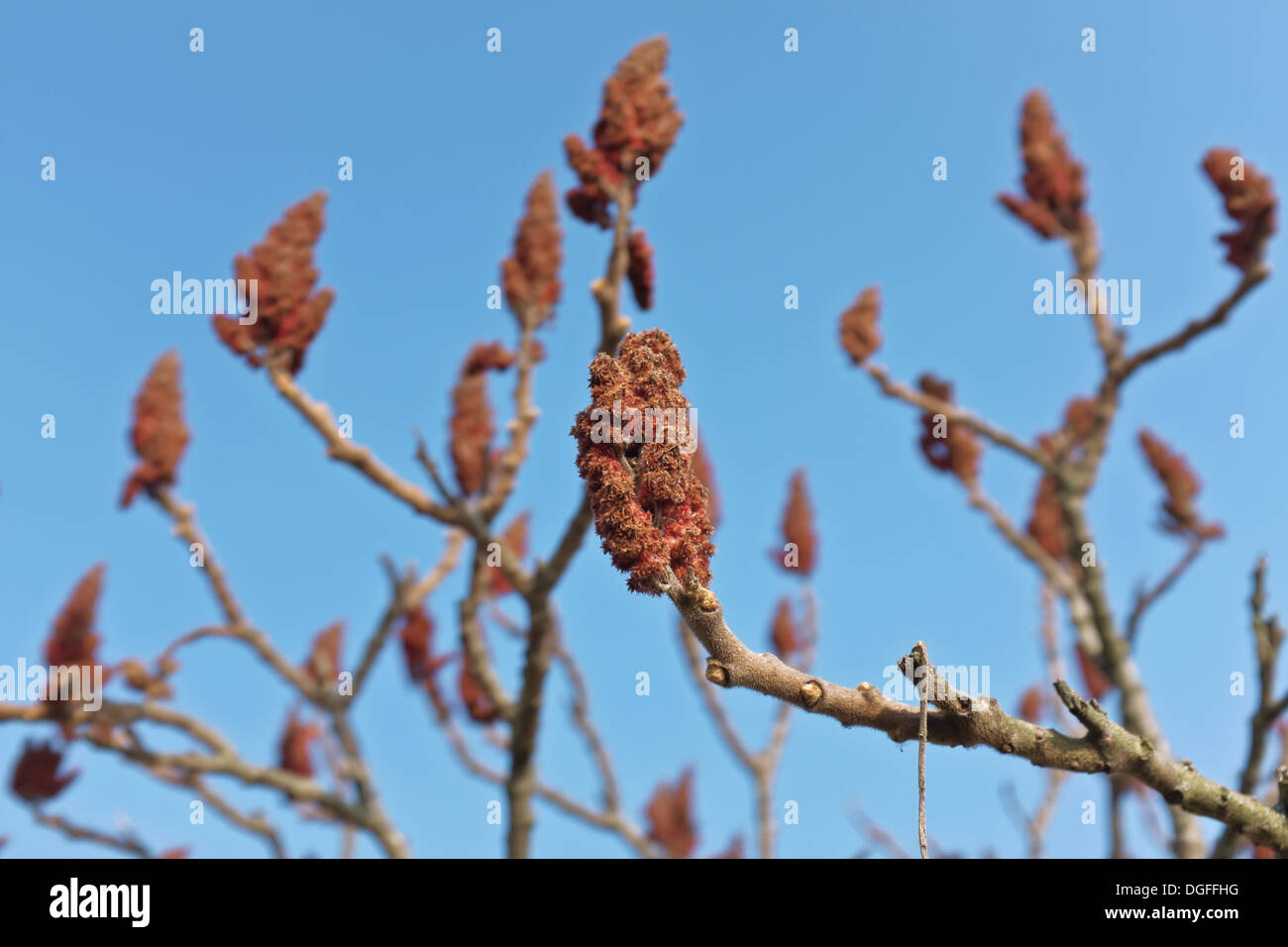 Fruit of Rhus typhina syn. R. hirta (staghorn sumac or stag's horn sumach) Stock Photo
