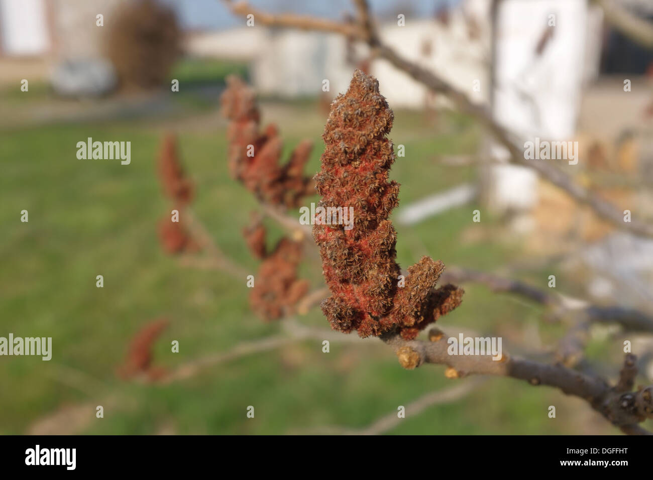 Fruit of Rhus typhina syn. R. hirta (staghorn sumac or stag's horn sumach) Stock Photo
