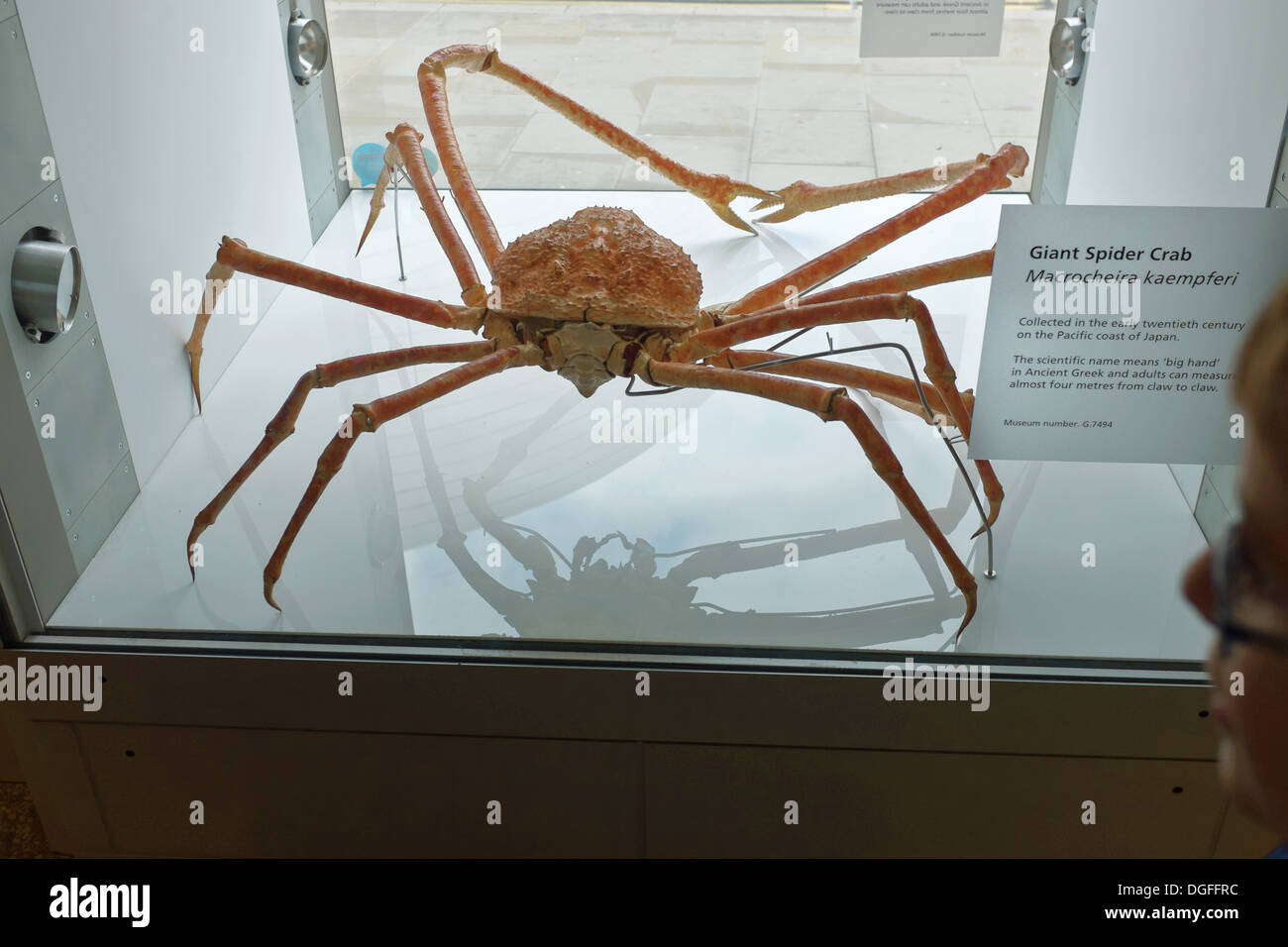 Giant spider crab on display in Manchester Museum, UK Stock Photo