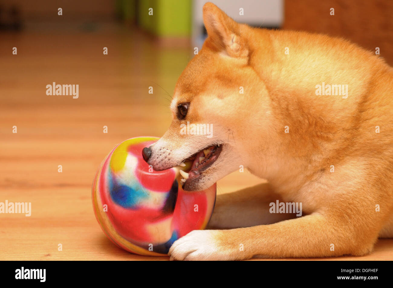 Shiba inu dog destroing a ball toy Stock Photo