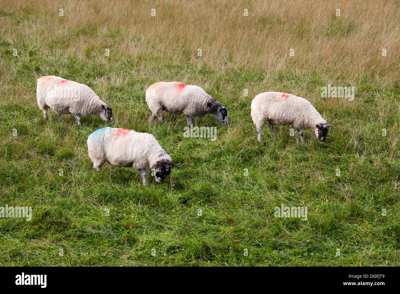 Paint on sheep hires stock photography and images Alamy