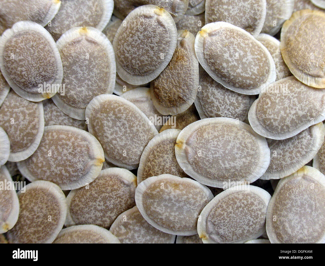 sponge gourd seeds