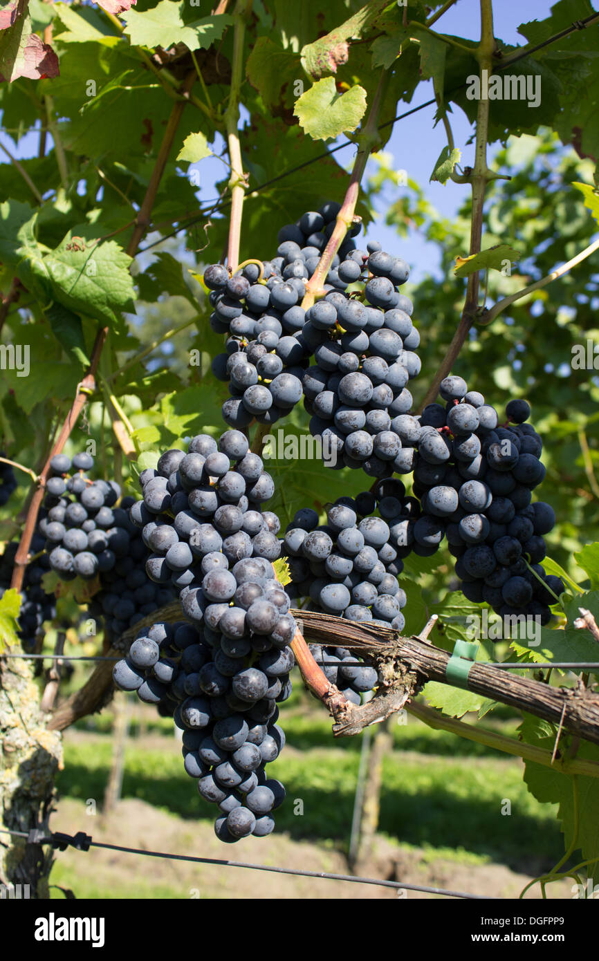 Bunch of blue grapes Stock Photo - Alamy