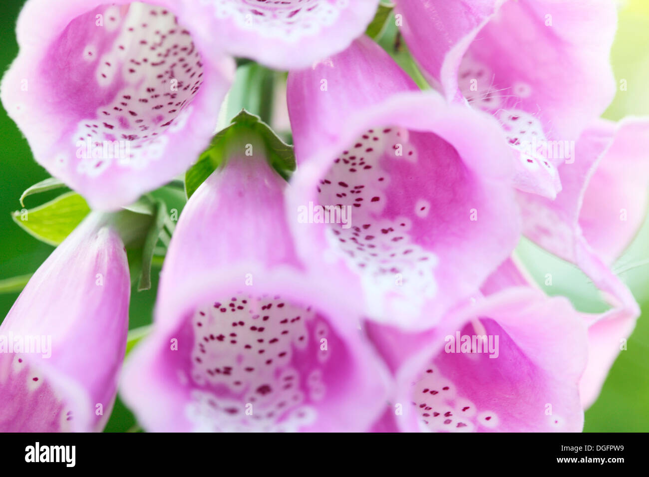 close up of pink foxglove flower heads soft focus  Jane Ann Butler Photography  JABP1065 Stock Photo