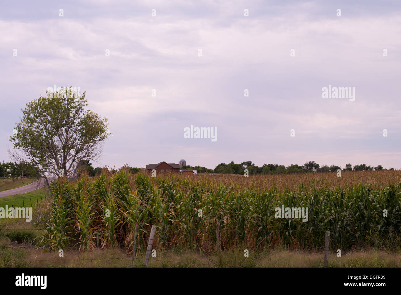 Rural house in a cornfield under a cloudy sky Stock Photo