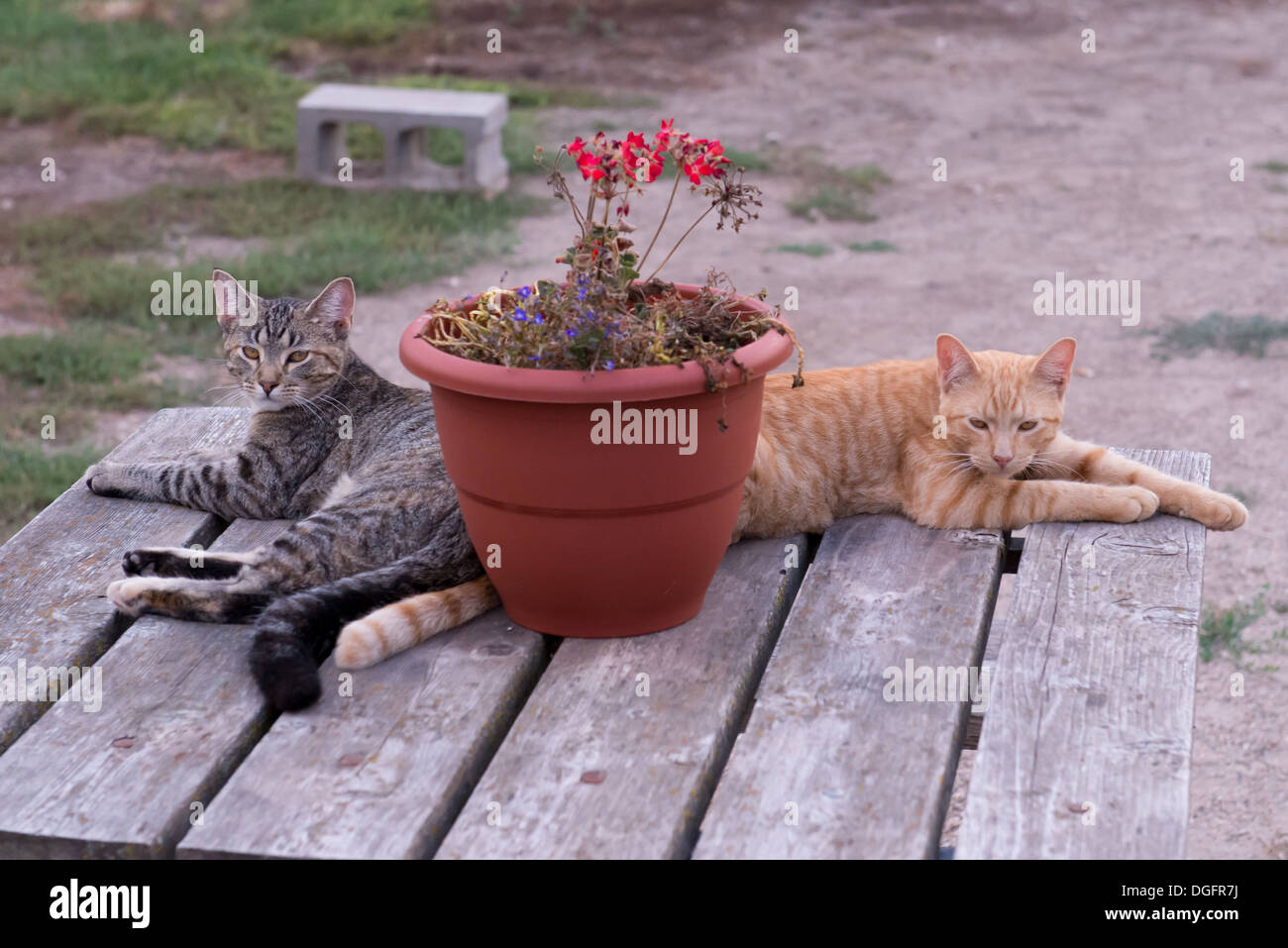 Two cats relaxing on a table Stock Photo