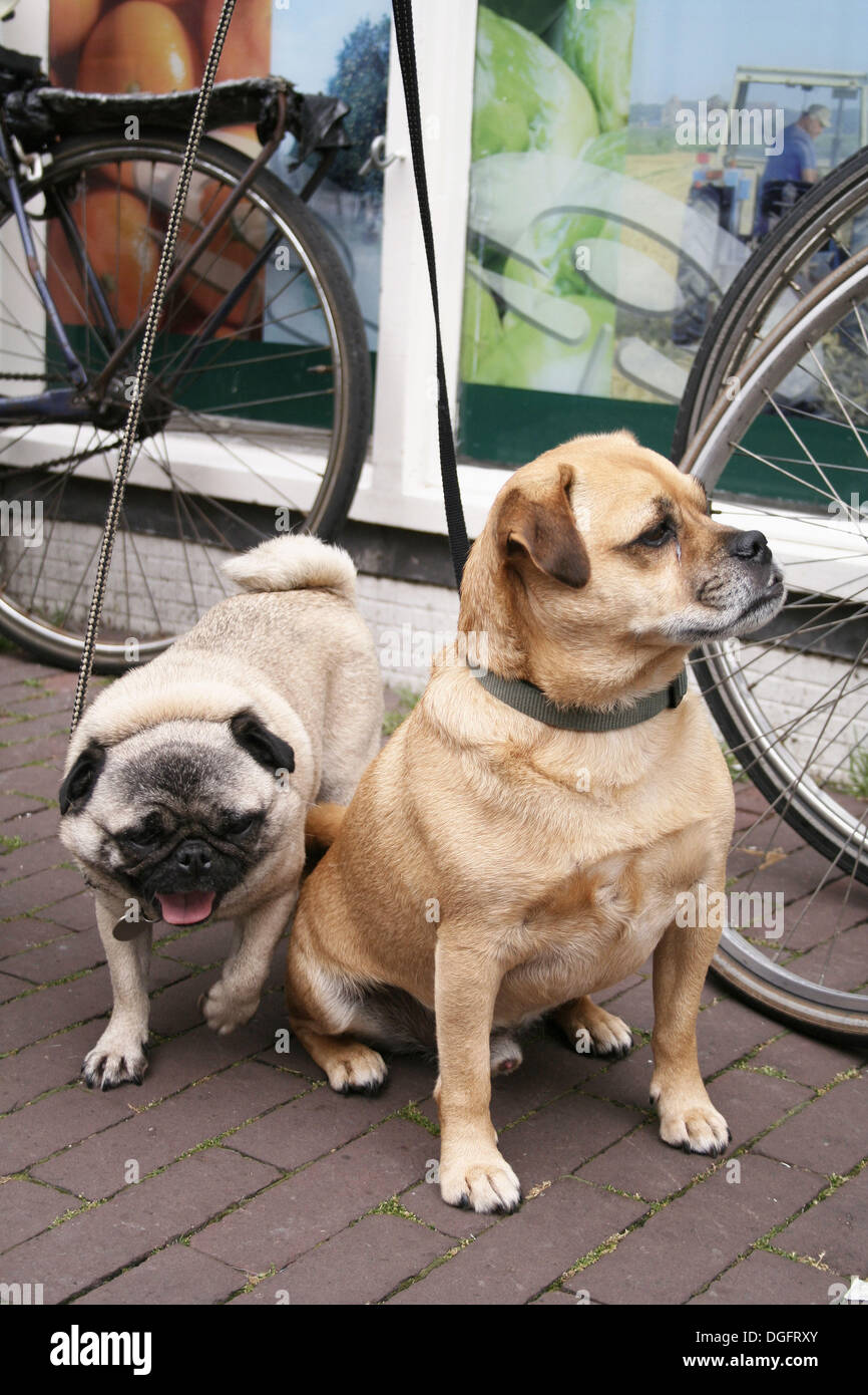 Two funny dogs hi-res stock photography and images - Alamy