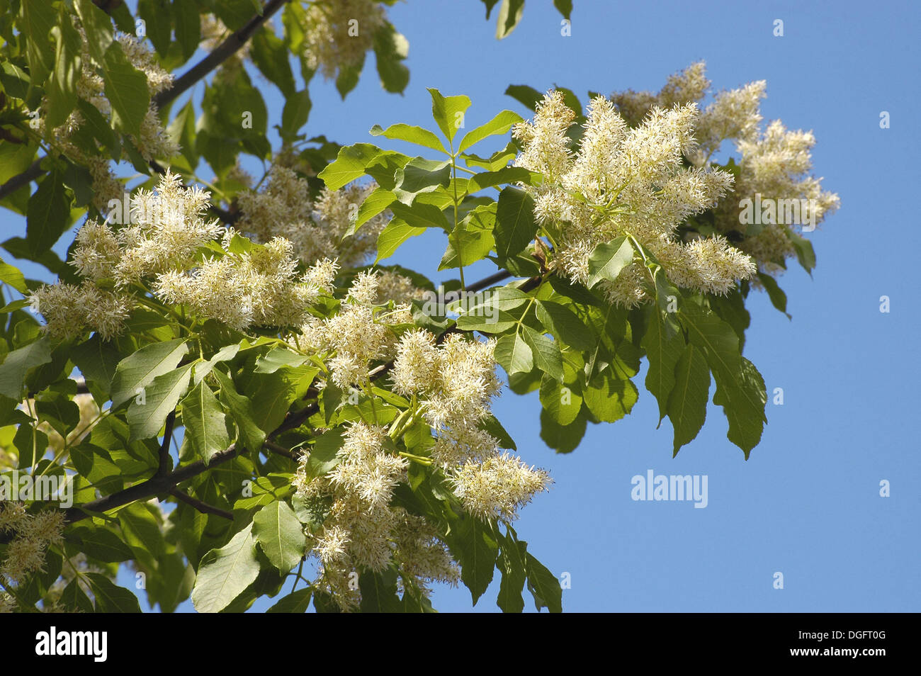 Manna Ash or Flowering Ash (Fraxinus ornus Stock Photo - Alamy