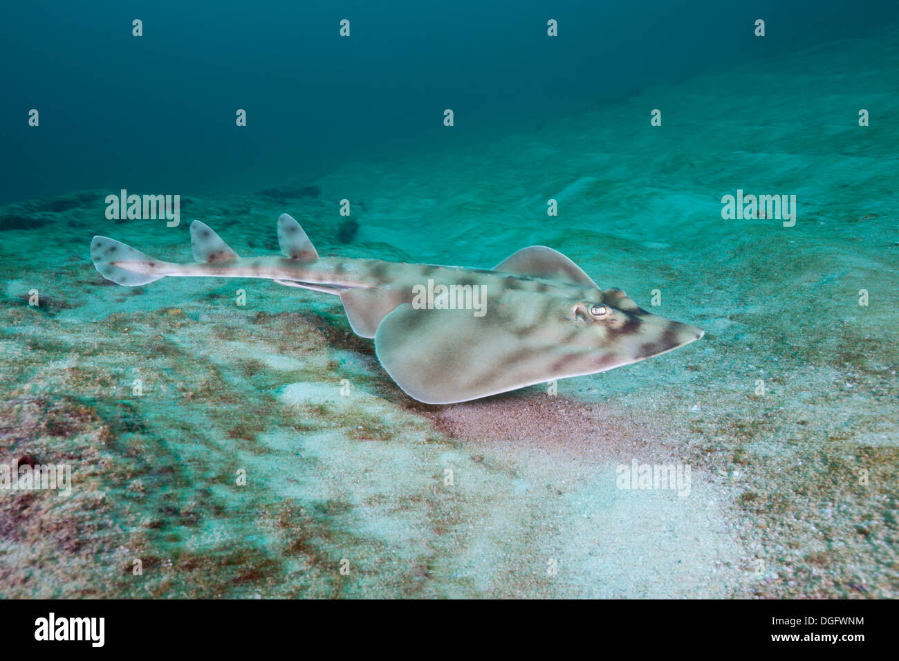 Banded Guitarfish, Zapteryx exasperata, Cabo Pulmo Marine National Park, Baja California Sur, Mexico Stock Photo