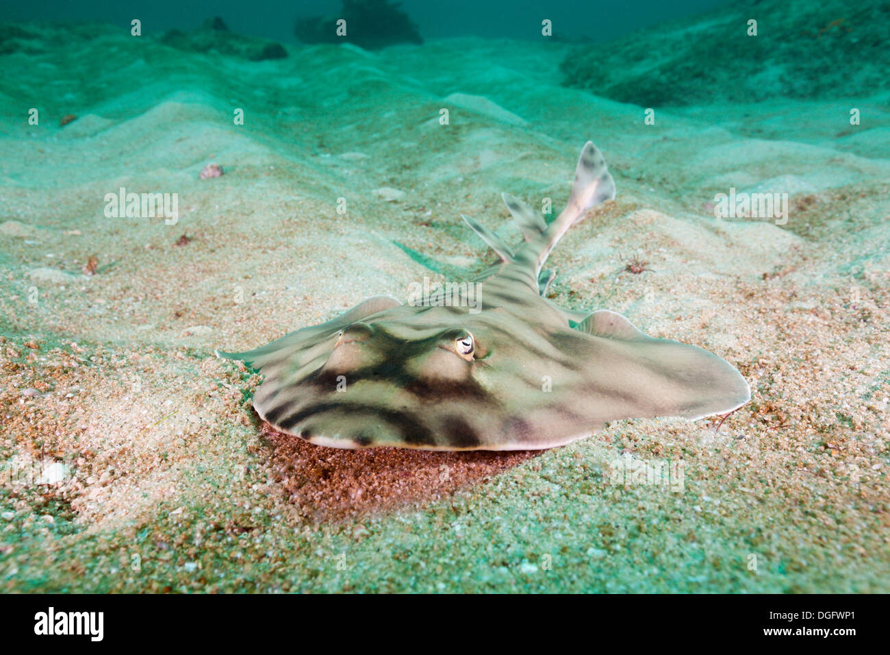 Banded Guitarfish, Zapteryx exasperata, Cabo Pulmo Marine National Park, Baja California Sur, Mexico Stock Photo