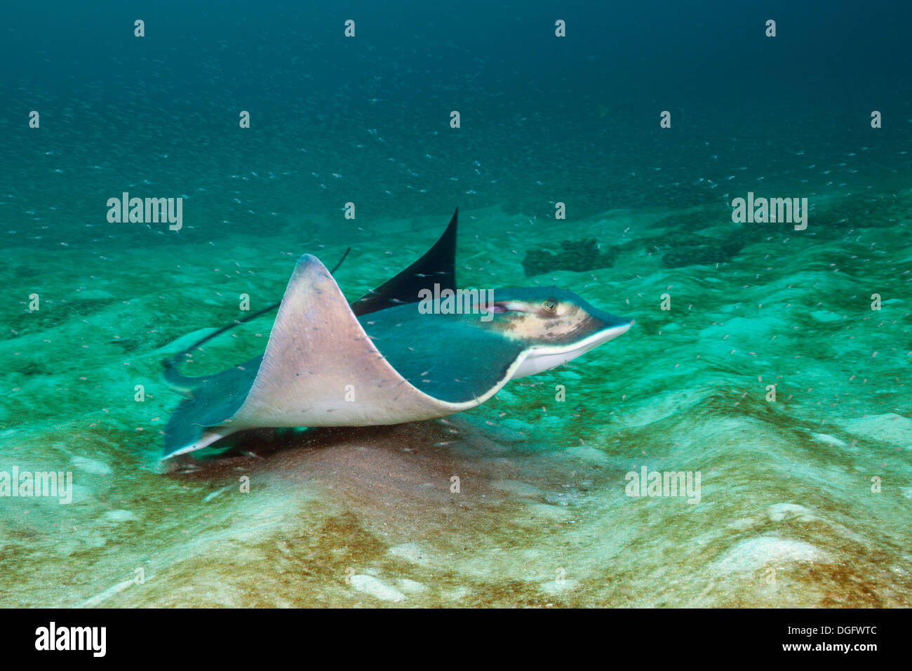 Bat Ray, Myliobatis californica, Cabo Pulmo Marine National Park, Baja