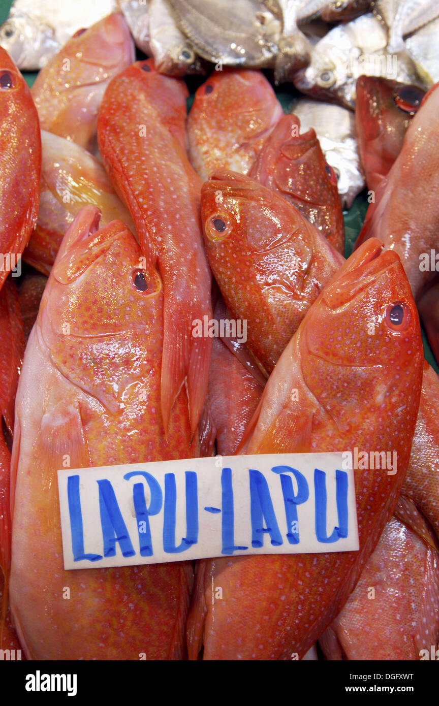 Lapu lapu hires stock photography and images Alamy