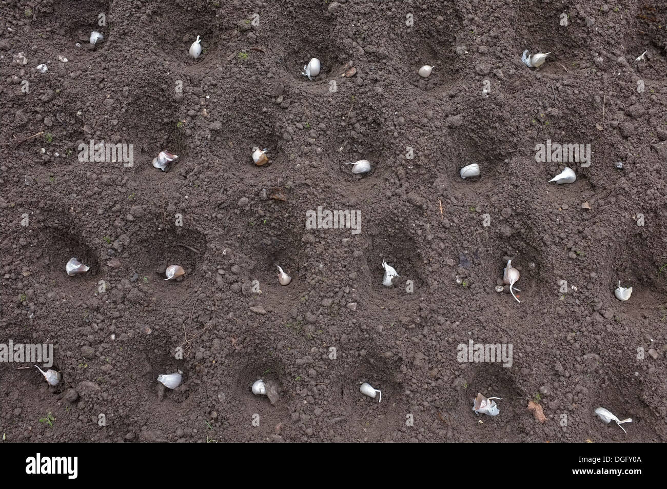Garlic bulbs planted out and waiting to be covered. Stock Photo