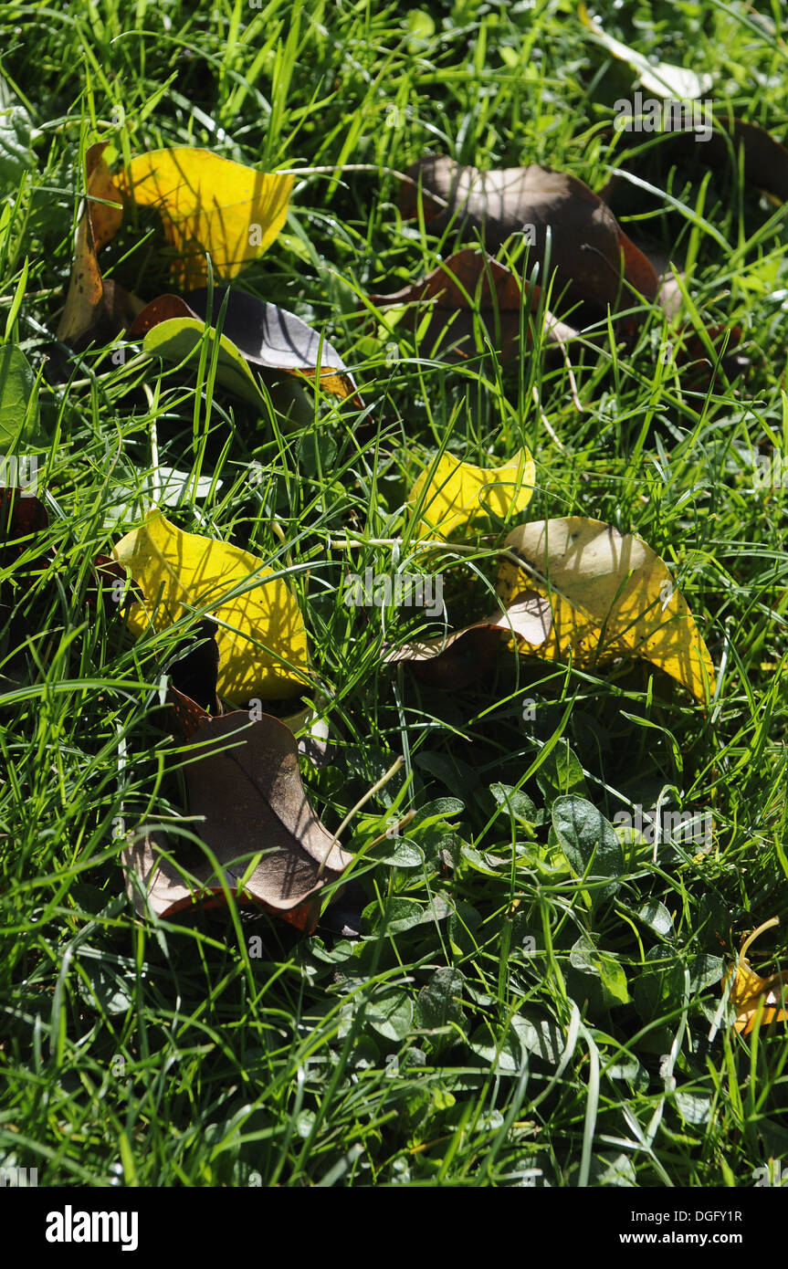 Fallen leaves on the ground Stock Photo - Alamy