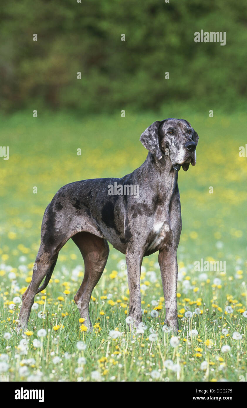Great Dane dog Stock Photo Alamy