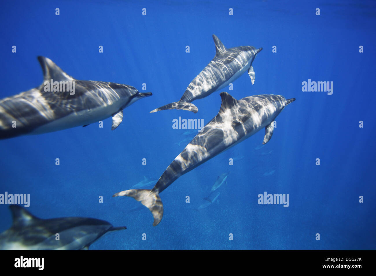 Hawaiian spinner dolphin Stenella longirostris underwater in the AuAu