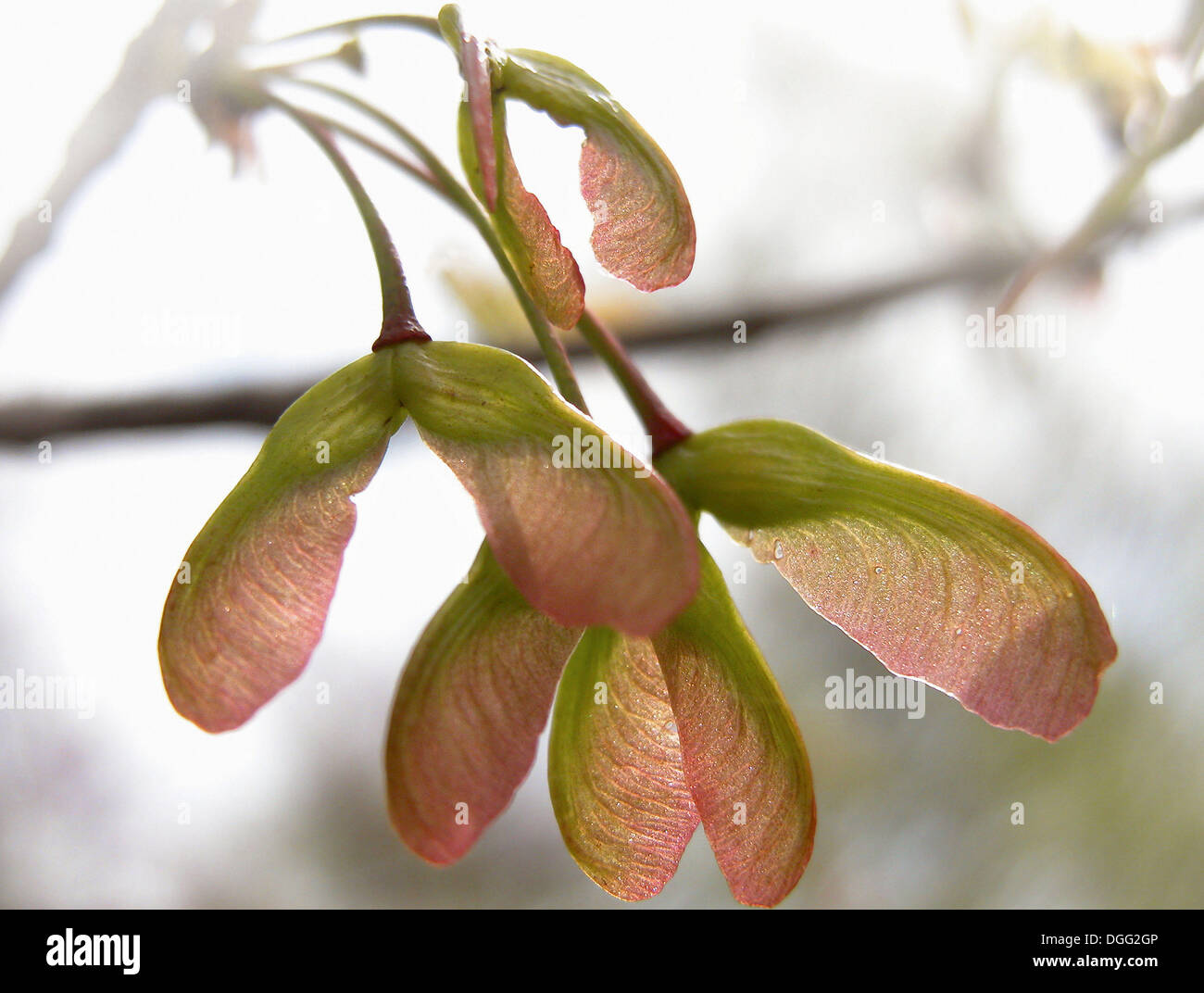 Maple (Acer sp,) seed pods Stock Photo Alamy