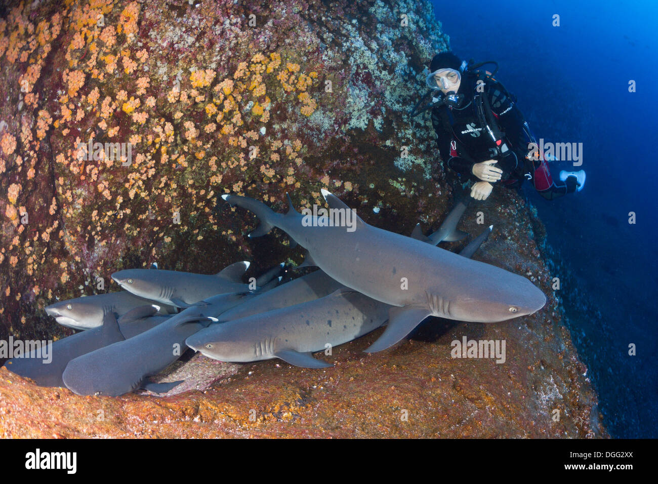 Whitetip Reef Shark resting in Cave and scuba diver Triaenodon obesus Roca Partida Revillagigedo Islands Mexico Stock Photo