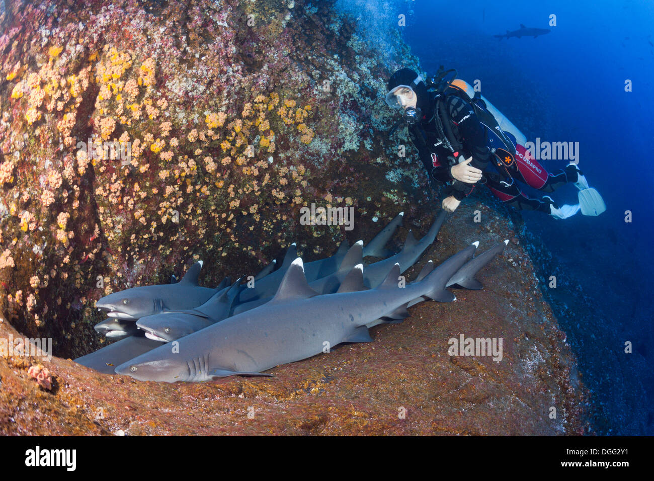 Whitetip Reef Shark resting in Cave and scuba diver Triaenodon obesus Roca Partida Revillagigedo Islands Mexico Stock Photo