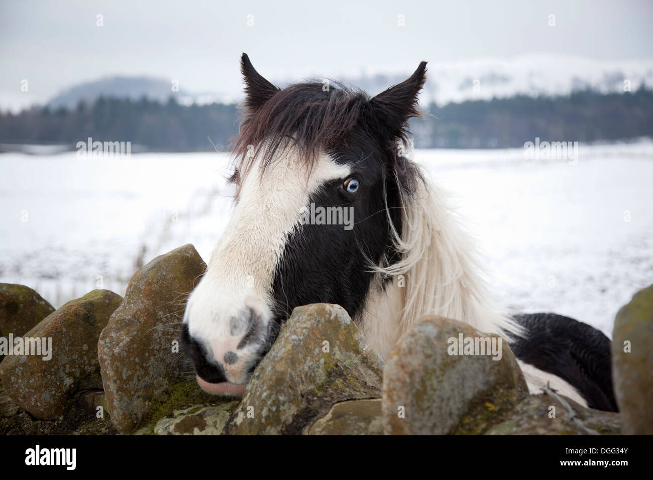 Horse with bright blue eyes looking over a wall directly into the camera in a wintry landscape. Stock Photo