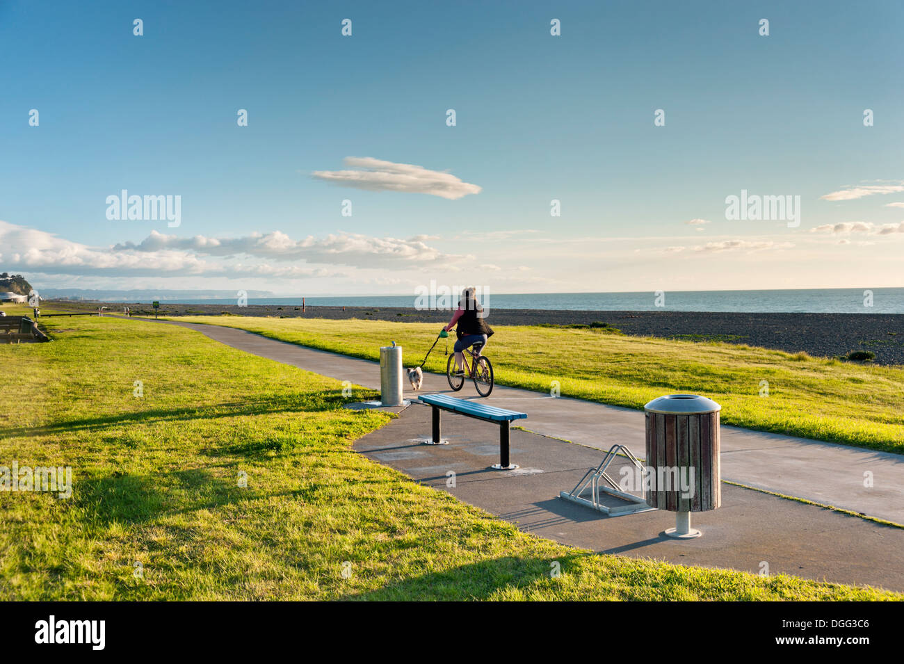 Napier, North Island, New Zealand. Early morning dog walking on a bicycle on the seafront. Stock Photo