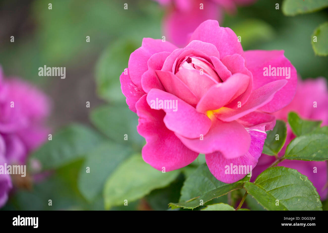 Close up of cerise pink Rose Princess Anne with shallow depth of field. Stock Photo