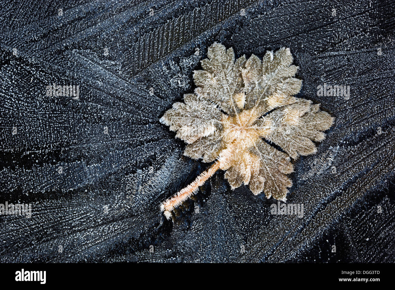 Leaf covered in hoar frost lying on sheet of frozen ice Stock Photo - Alamy