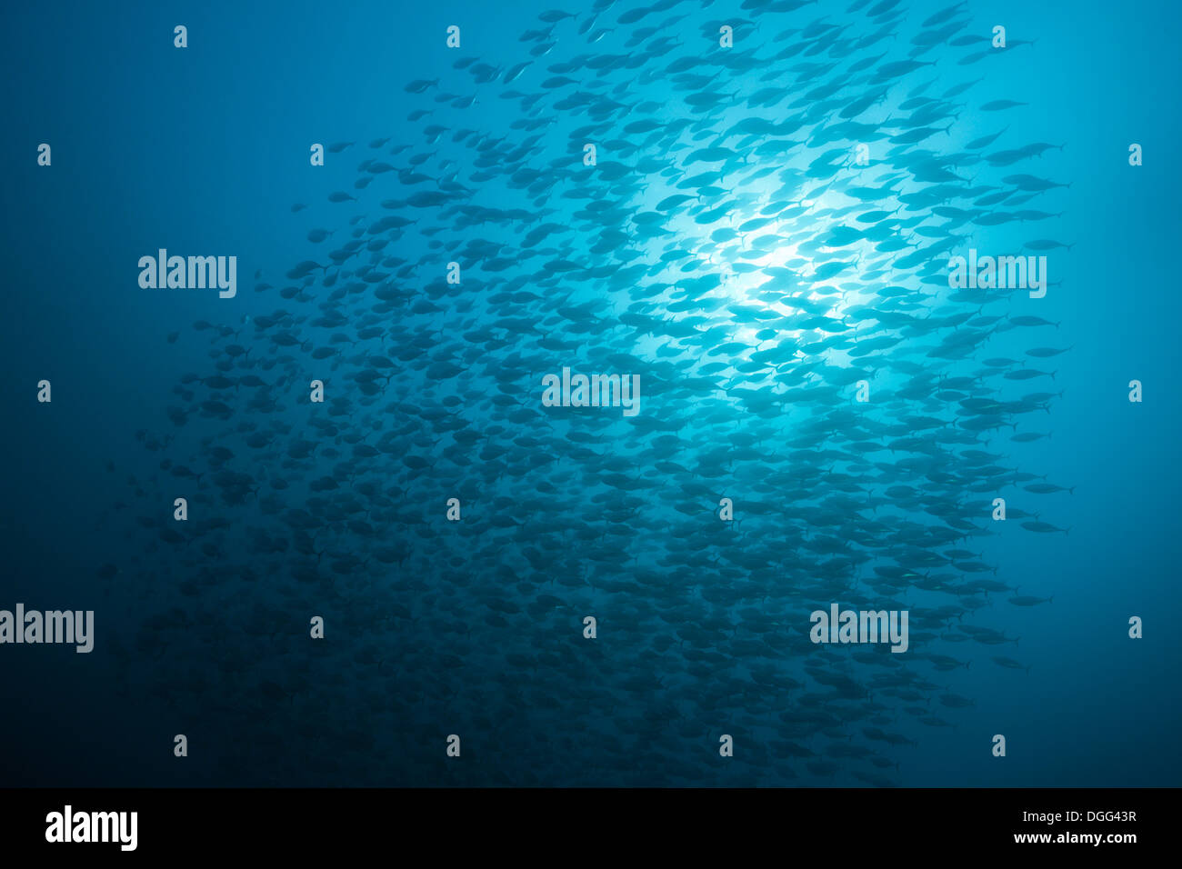 Shoal of Pacific Bonito, Sarda chiliensis chiliensis, Socorro, Revillagigedo Islands, Mexico Stock Photo