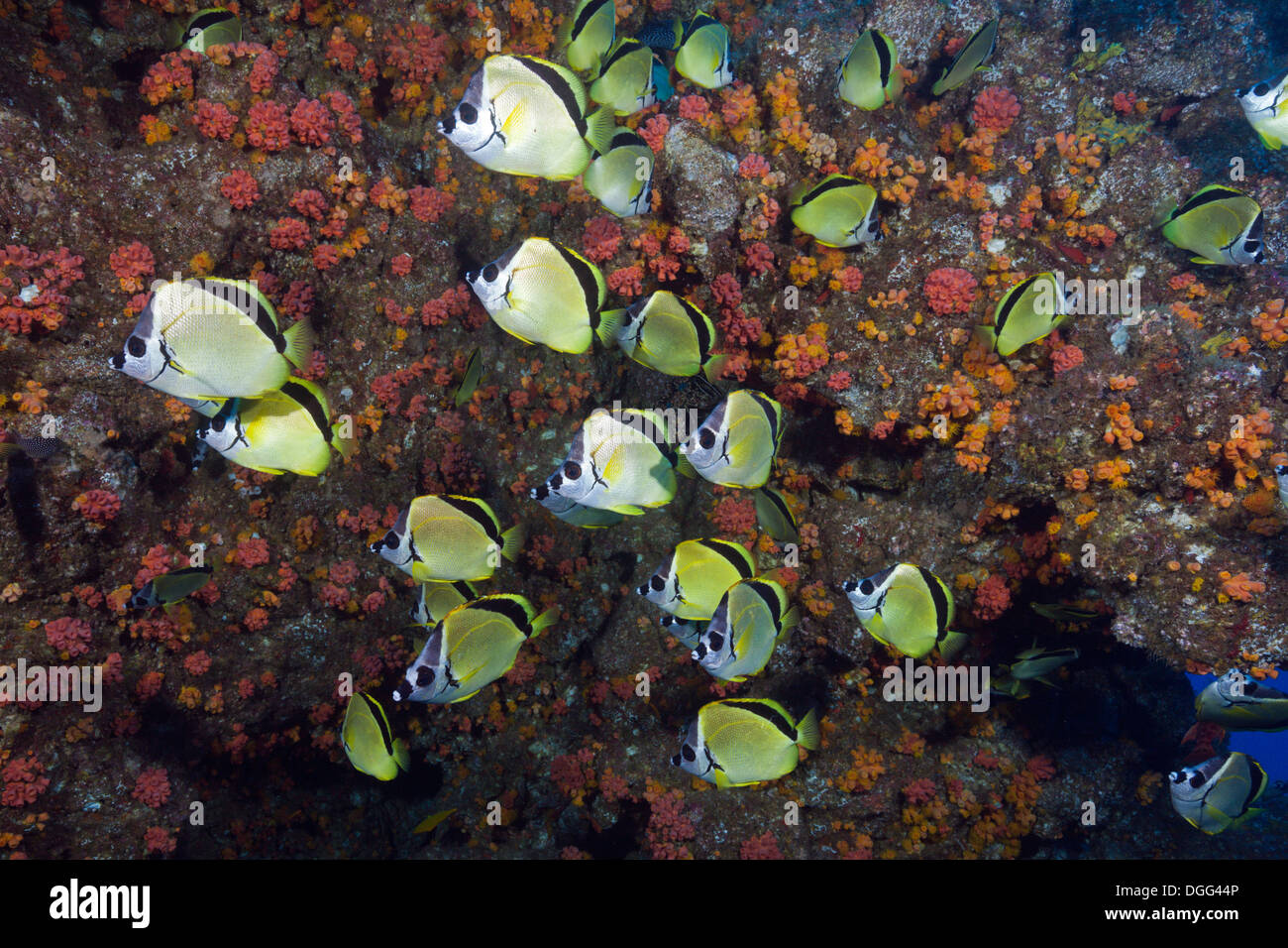 Shoal of Barberfish, Johnrandallia nigrirostris, San Benedicto ...
