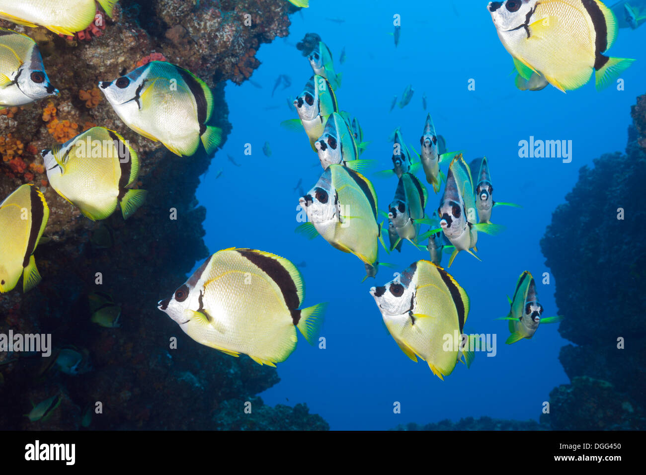 Shoal of Barberfish, Johnrandallia nigrirostris, San Benedicto ...