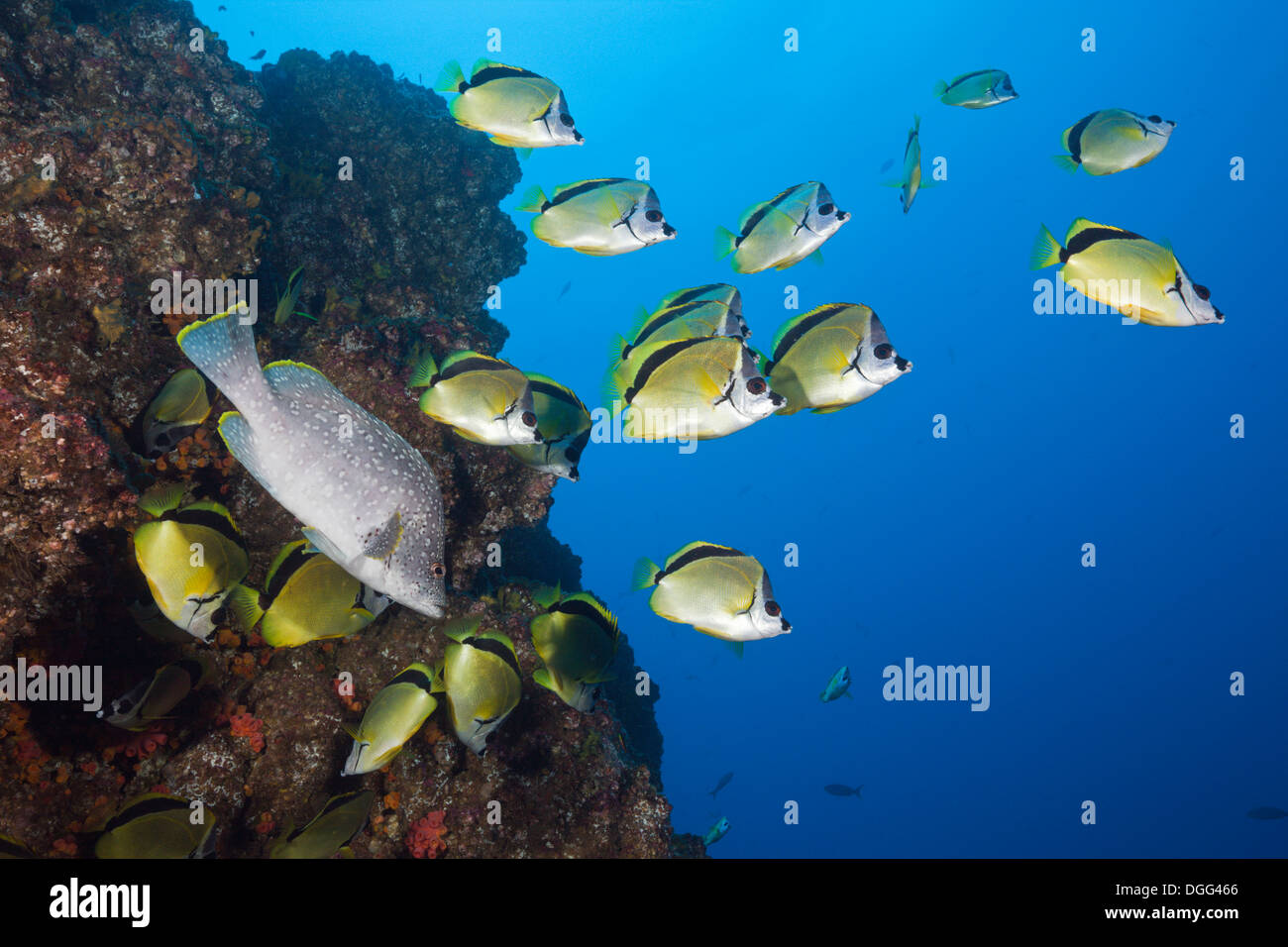 Shoal of Barberfish, Johnrandallia nigrirostris, San Benedicto ...