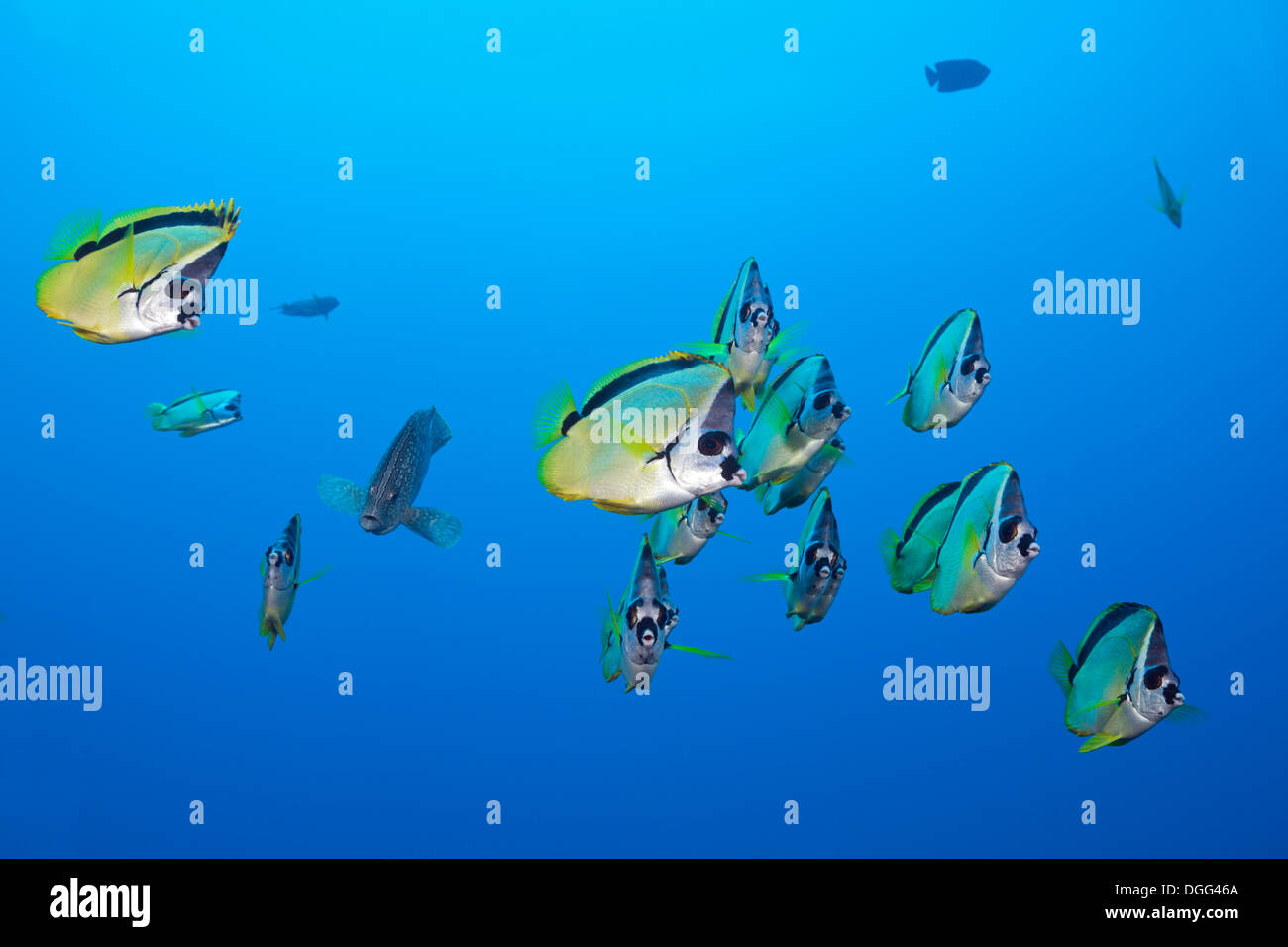 Shoal of Barberfish, Johnrandallia nigrirostris, San Benedicto ...