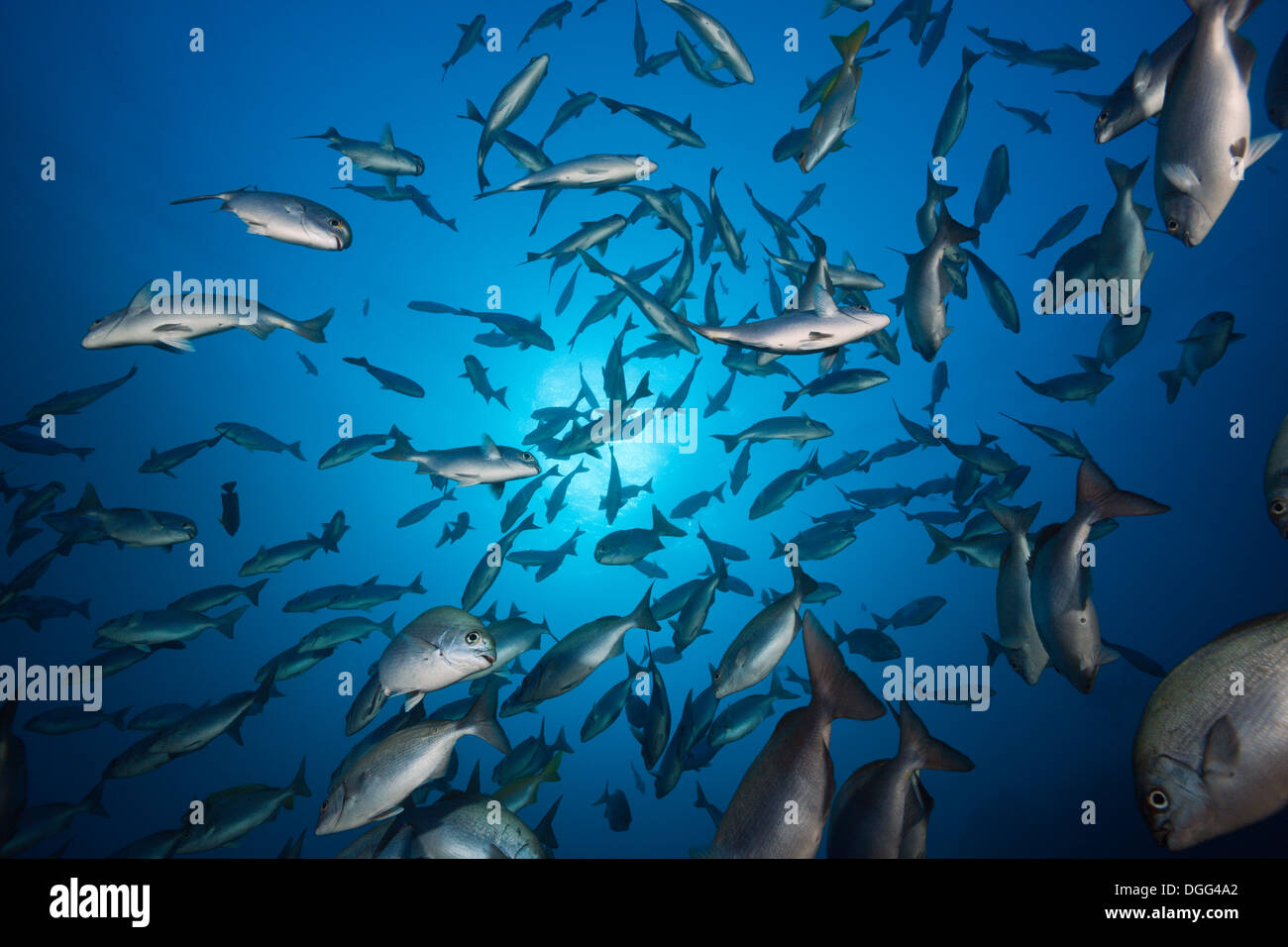 Shoal of Blue-bronze Sea Chub, Kyphosus analogus, San Benedicto, Revillagigedo Islands, Mexico Stock Photo